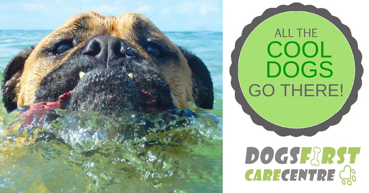 DogsFirstCare's tweet photo. Got a dog but never thought of #doggydaycare? It’s fun &amp; secure. Get 20% off an assessment! https://t.co/IqpCvYEPEu https://t.co/tFYo8iuK4d