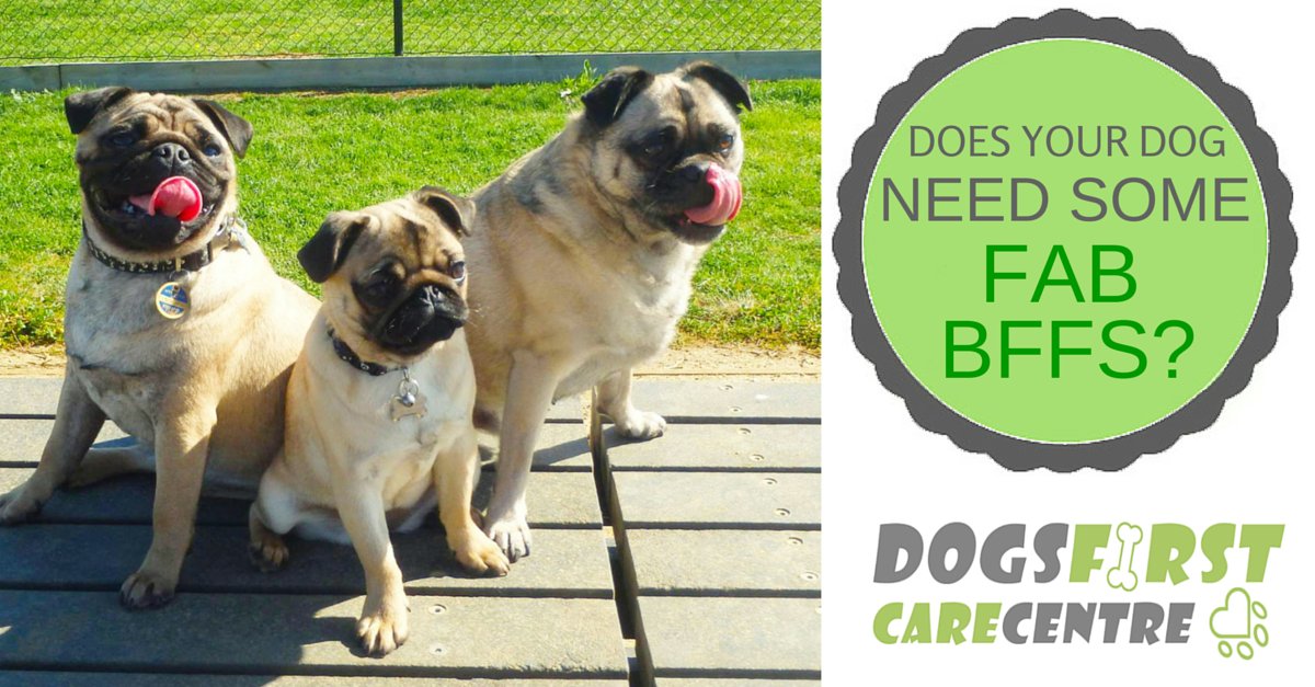 DogsFirstCare's tweet photo. We bet your dog would love hanging at #doggydaycare. Get 20% off an assessment! #puglife https://t.co/IqpCvYEPEu https://t.co/vMArHJiXkg