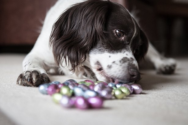 DogsFirstCare's tweet photo. Easter eggs may seem like a cool dog treat but it may be harmful. Here's why. #dogsfirst https://t.co/cS7ncJrcKM https://t.co/dHcuUv3XiS