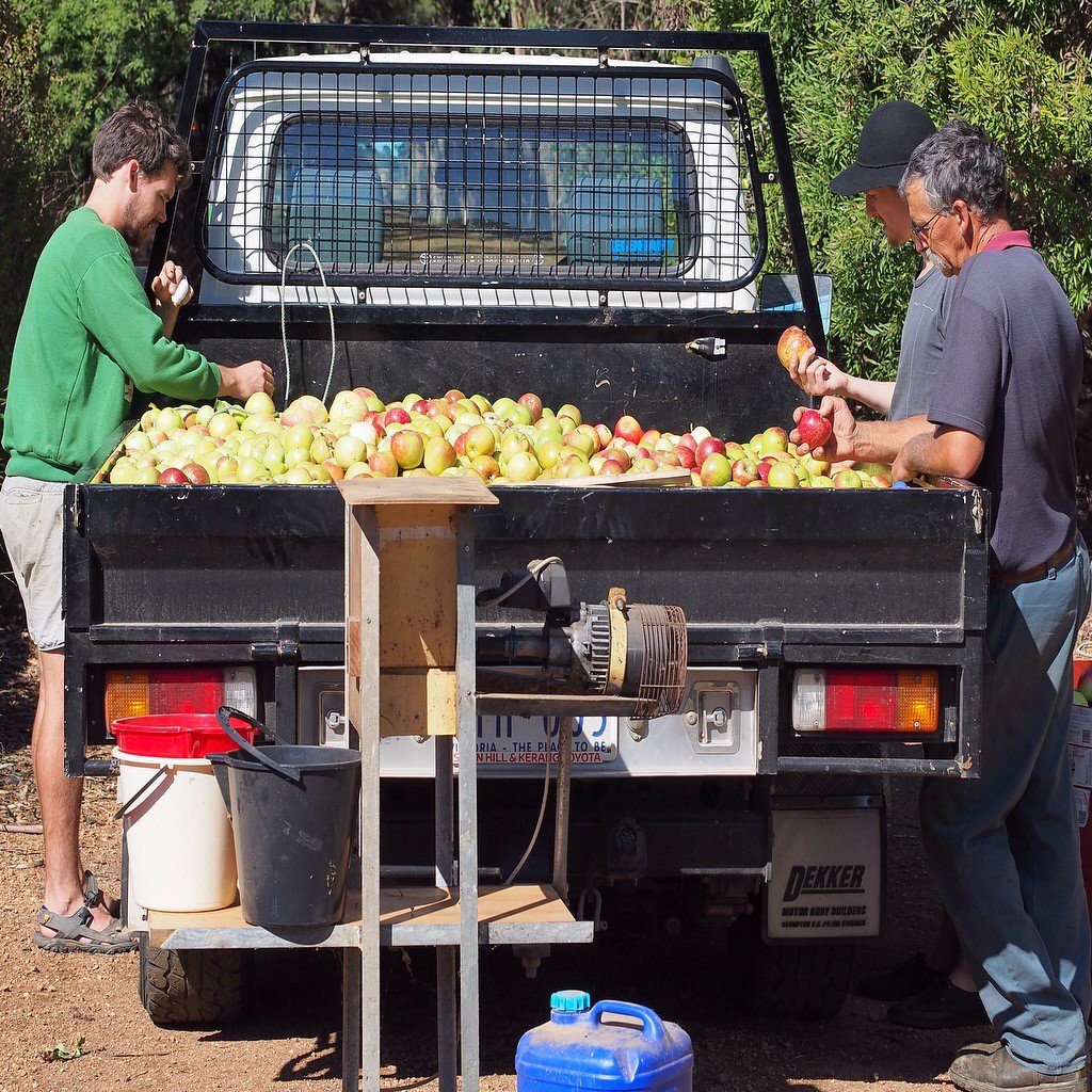 faireferments's tweet photo. Inspired by a chat w @maxallenwine a couple of years ago we've just pressed a cider from 100% wild SW Vic trees. https://t.co/n5xnPnnxgK