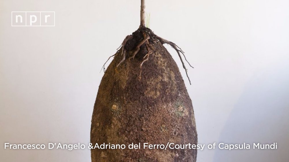 NPR's tweet photo. Would you trade a traditional coffin in favor of burial in a biodegradable egg-shaped pod?
https://t.co/MEFENowo3w https://t.co/jw8xjim4AH