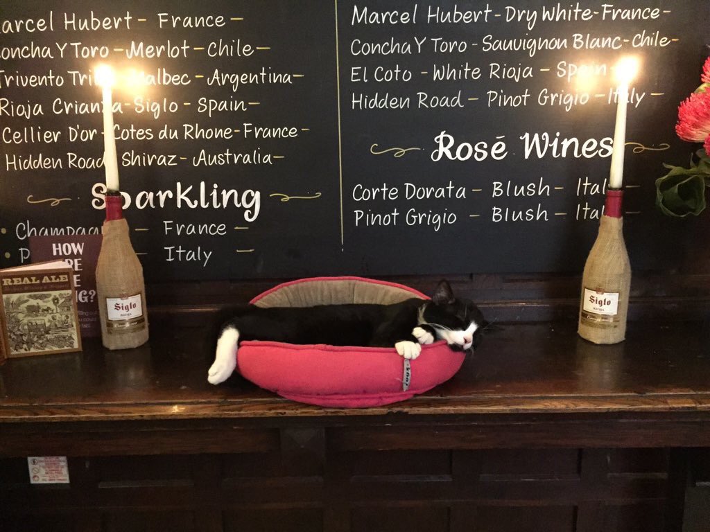 TheSussexArms's tweet photo. Please help us save our kitten - story and donation page on link. https://t.co/xpnDpfNdeH #savealice https://t.co/LpIWgZlGhx