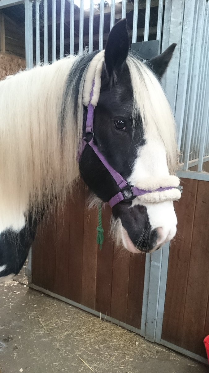 anitabubbs's tweet photo. All sweet and innocent until the tantrums 😂 #typicalmare 🐴 https://t.co/dQdSoI2CbP