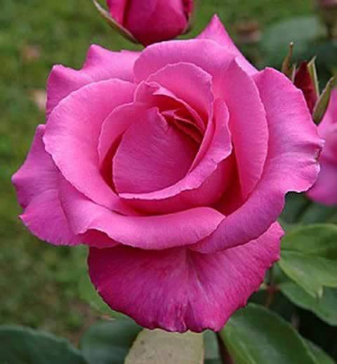 atlasoshi's tweet photo. @anianina123 
de rien tu mèrite ma soeur ania et bon weekend a vous https://t.co/jEMDeuegwj