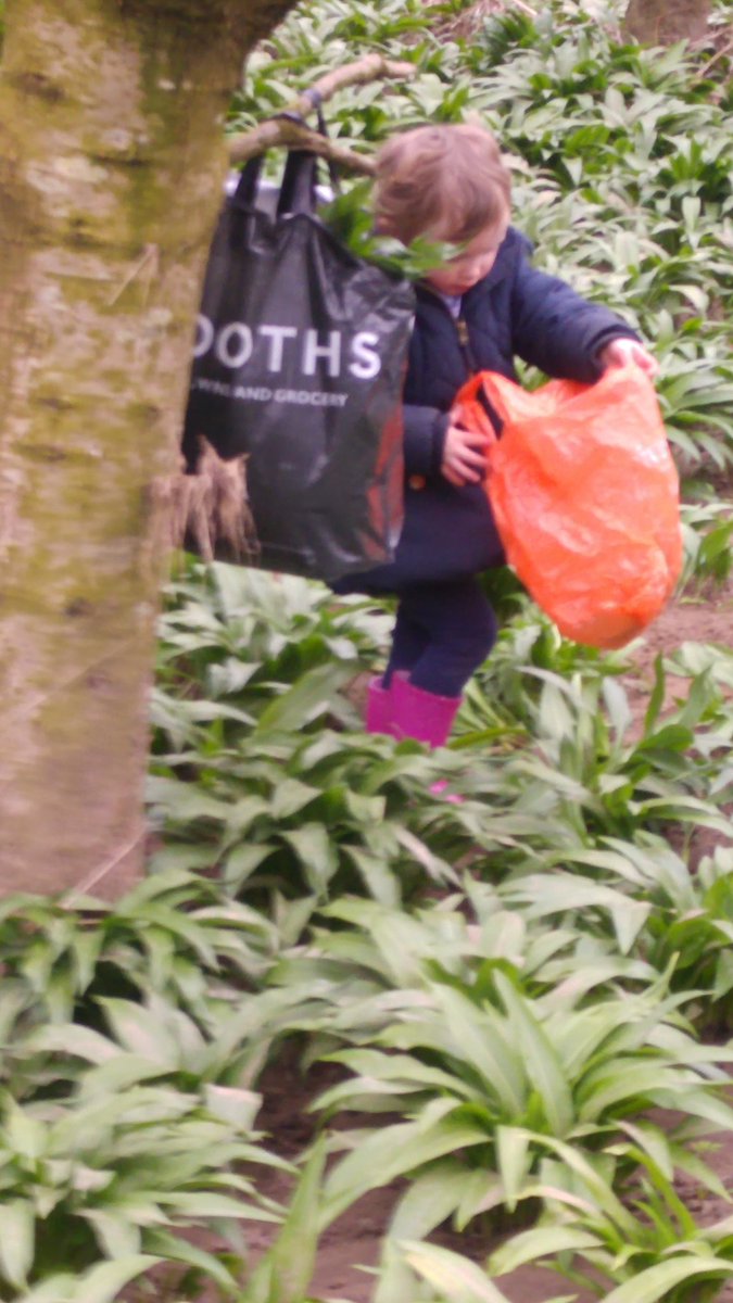 getsamcarter's tweet photo. A new helper for garlic picking @Carterskitchen1 https://t.co/FtOblE717b