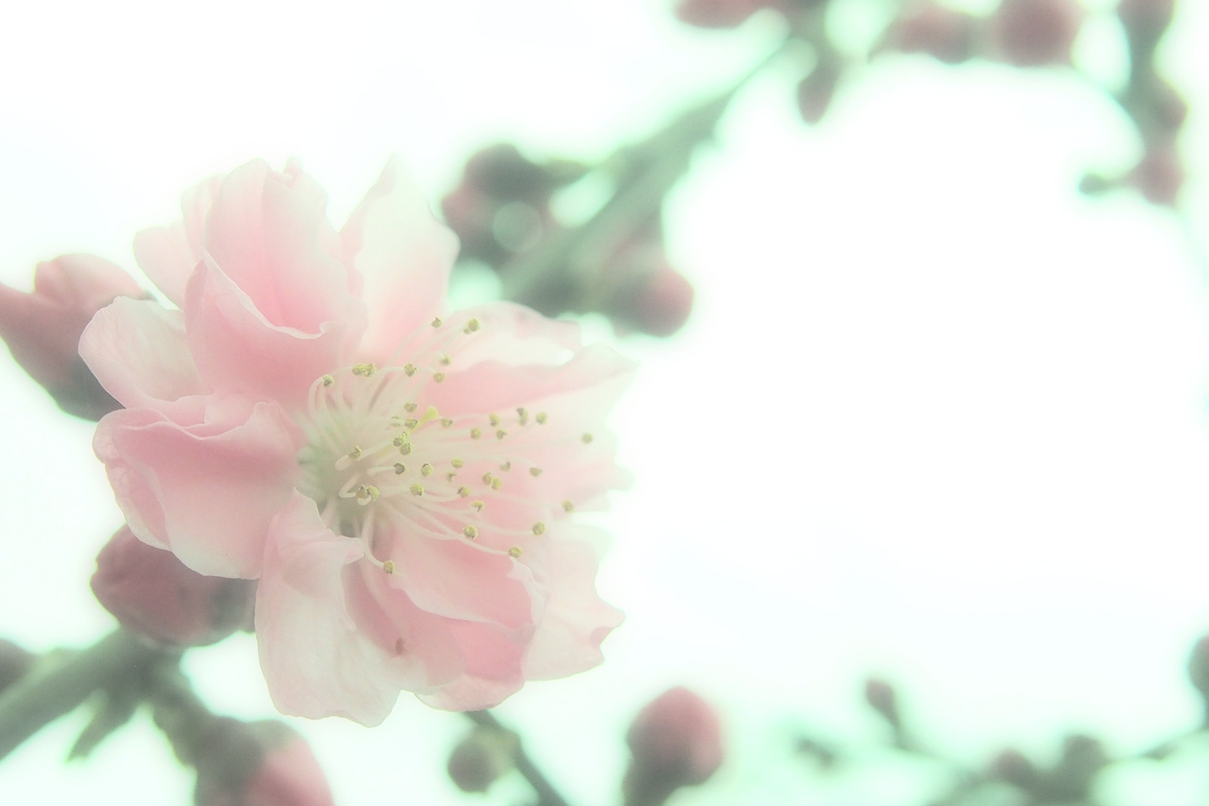 李の花 Twitter Search Twitter