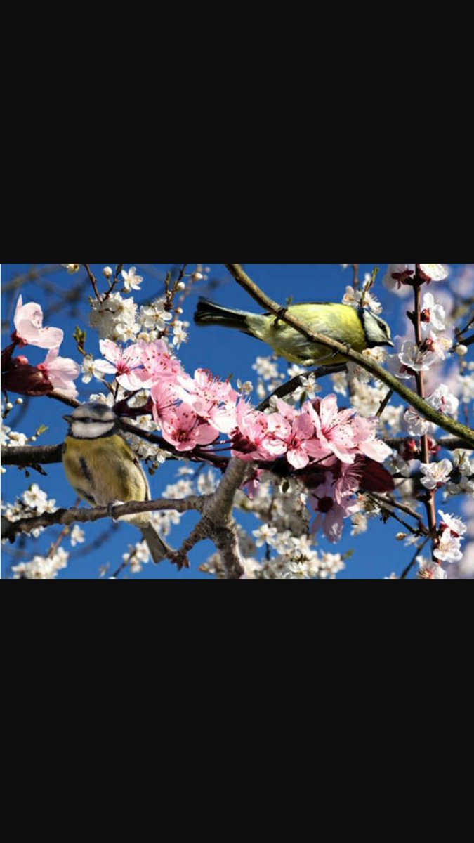 TifanyLeg's tweet photo. Le #printemps c le1er rayon de soleil le matin, le chant des oiseaux, sentir les fleurs sur le chemin. Bonne journée https://t.co/fxhVC6ptnS