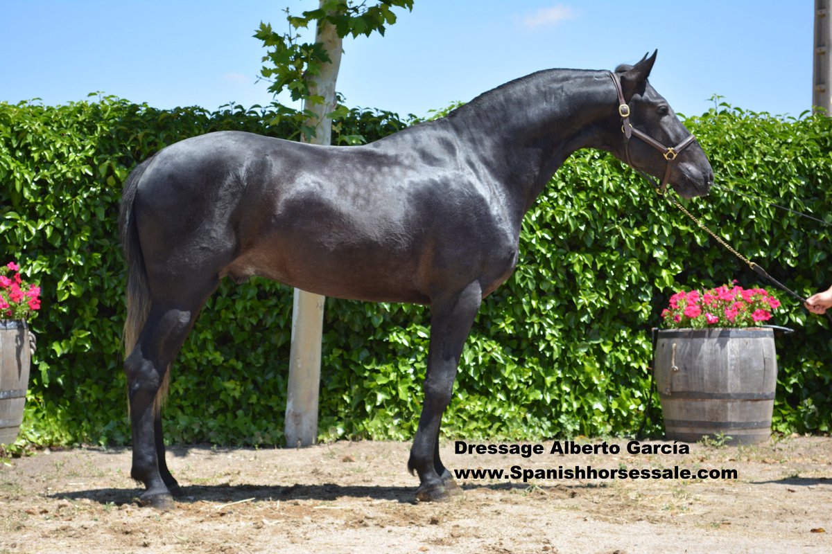 DressageAlberto's tweet photo. Horse for sale
Lucero Fs #spanishpurebreed #dressage
+info:https://t.co/oCTWNVdqt9 https://t.co/AJP4fUAto4