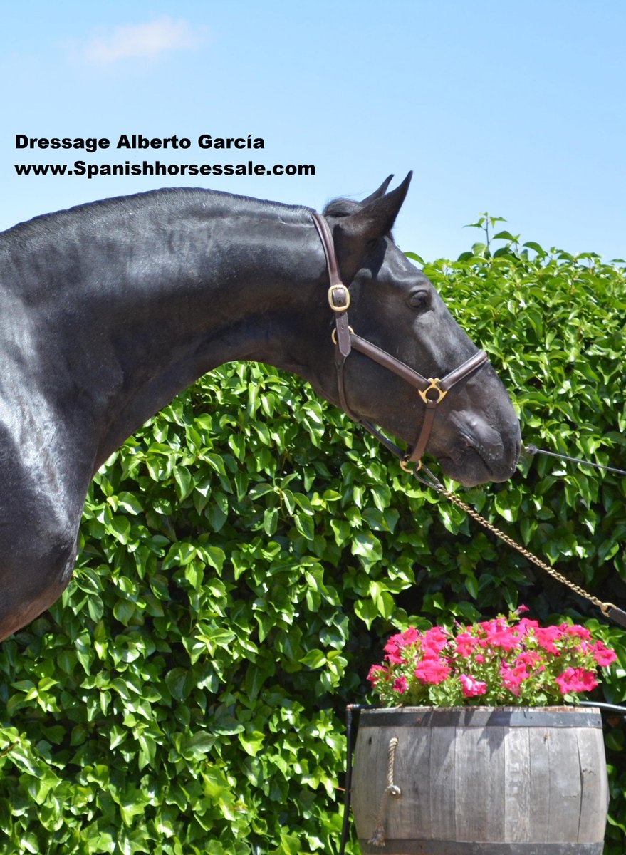 DressageAlberto's tweet photo. Horse for sale
Lucero Fs #spanishpurebreed #dressage
+info:https://t.co/oCTWNVdqt9 https://t.co/AJP4fUAto4