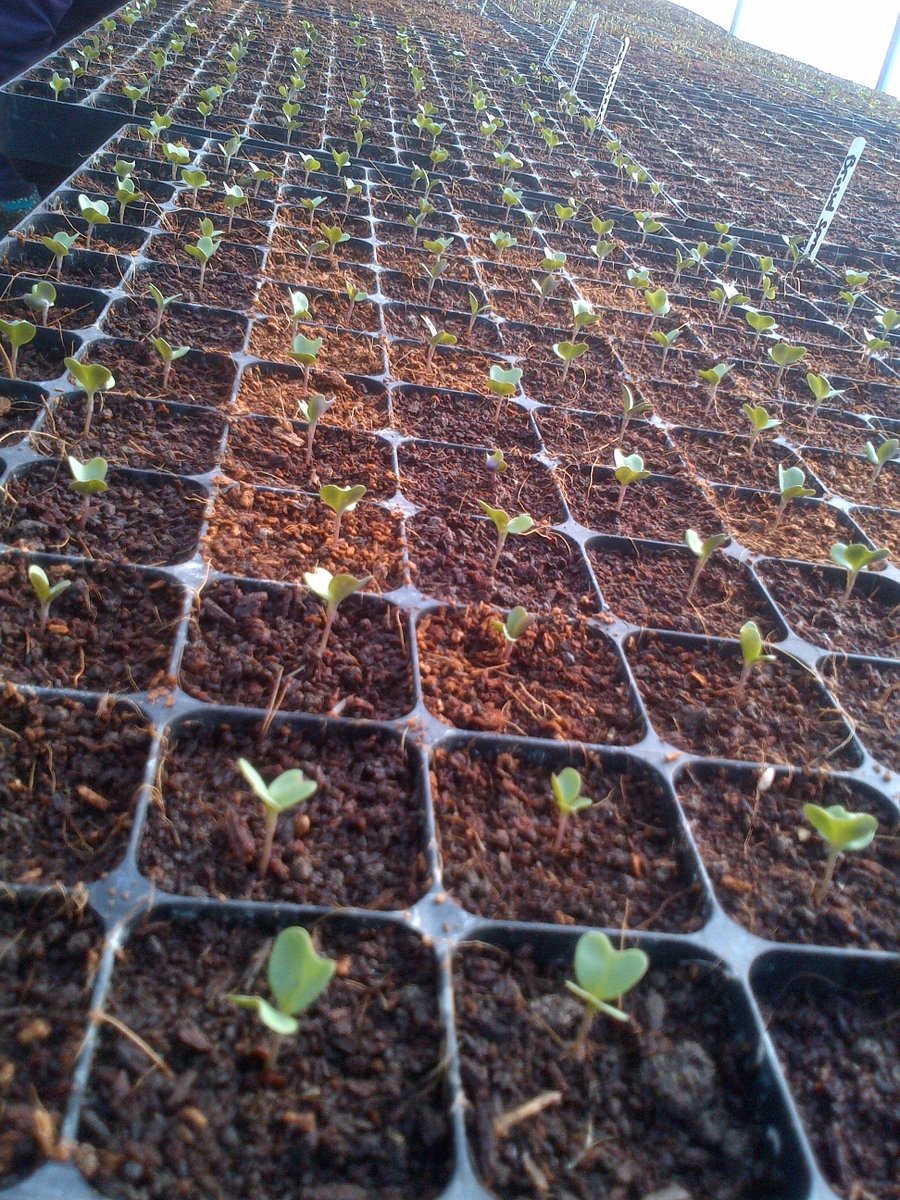 Spring is springing. Drop in between 9am &amp; 3pm any Thursday for our volunteering session.
