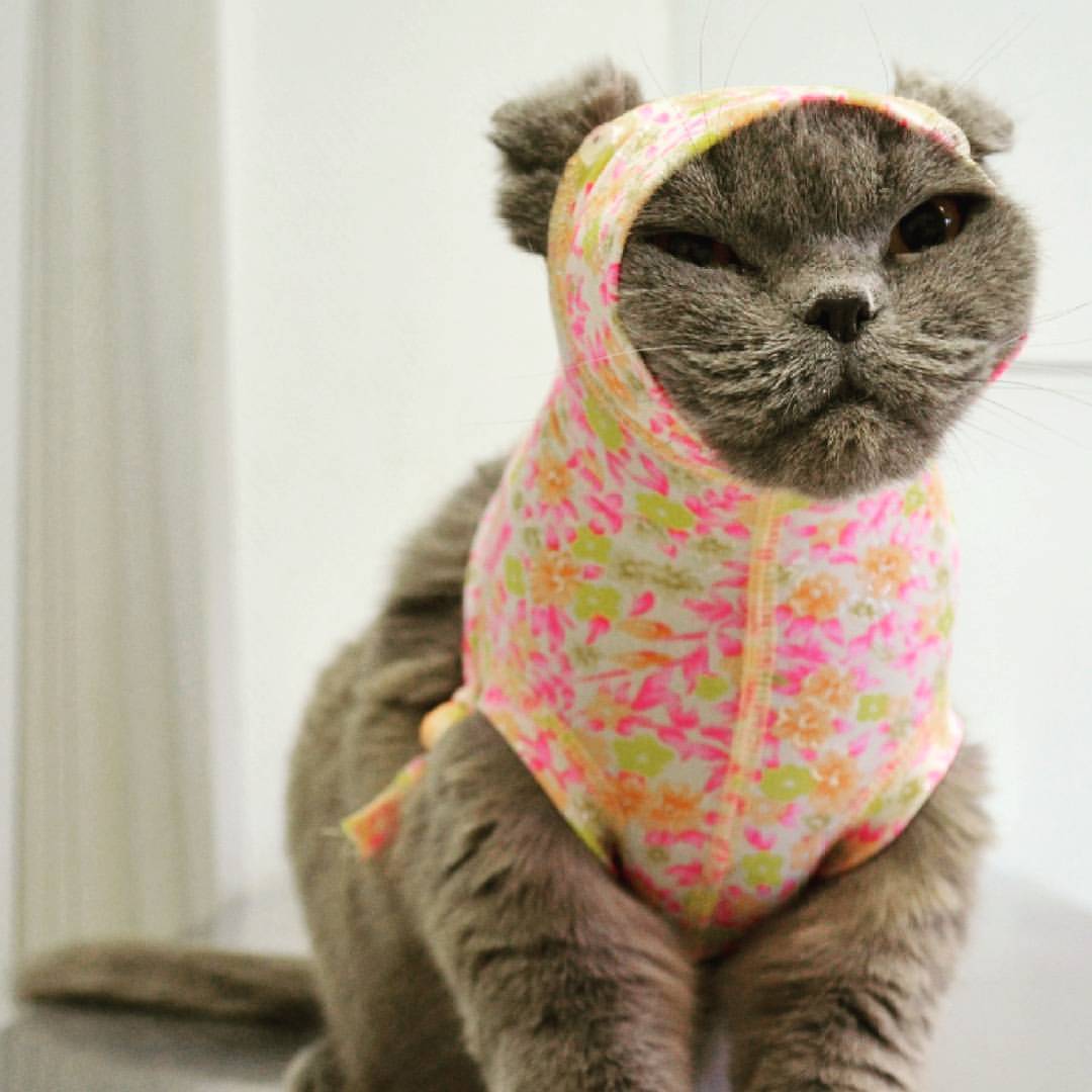 Bandage_relav's tweet photo. Новое средство в ветеринарной медицине для ускорения процесса восстановления домашних животных.  #ветеринария https://t.co/mcBpSjLxSd