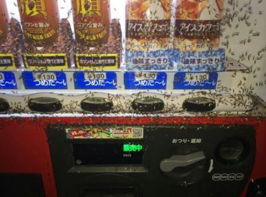 تويتر 優しいねるサイコ على تويتر だがしかしで田舎の自販機再現されてたけど現実はこんなもんじゃないよ T Co Sw57mbmkju