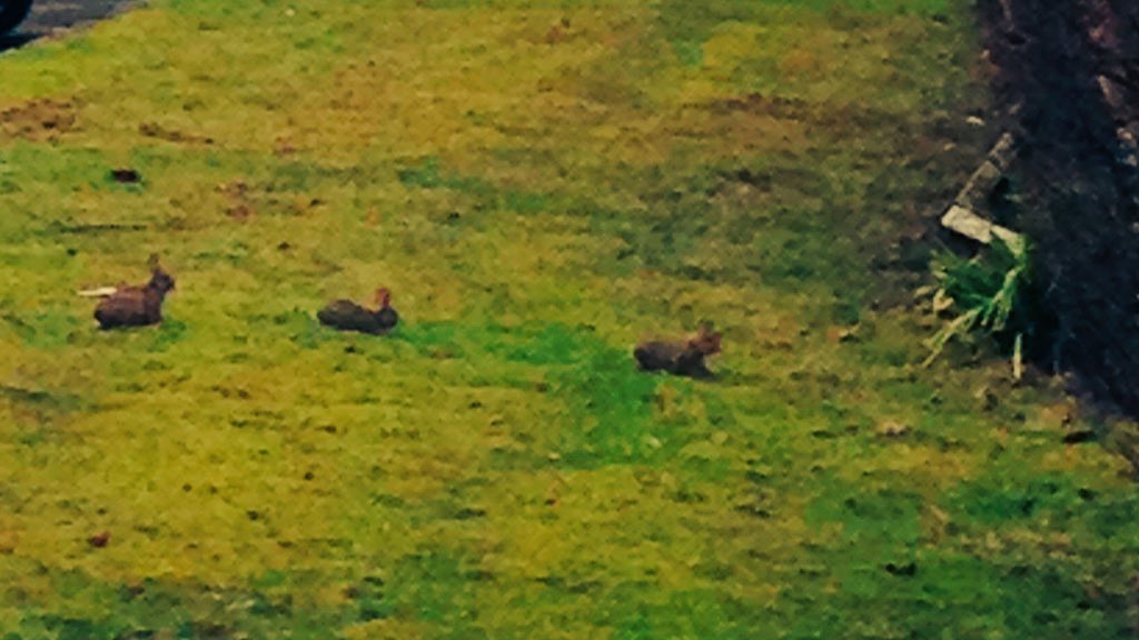 JonathanB_ER's tweet photo. We have Real Easter Bunnies @ElegantResorts today #hop #Easter #luxurytravel #BankHoliday https://t.co/kEZXDb3zxG