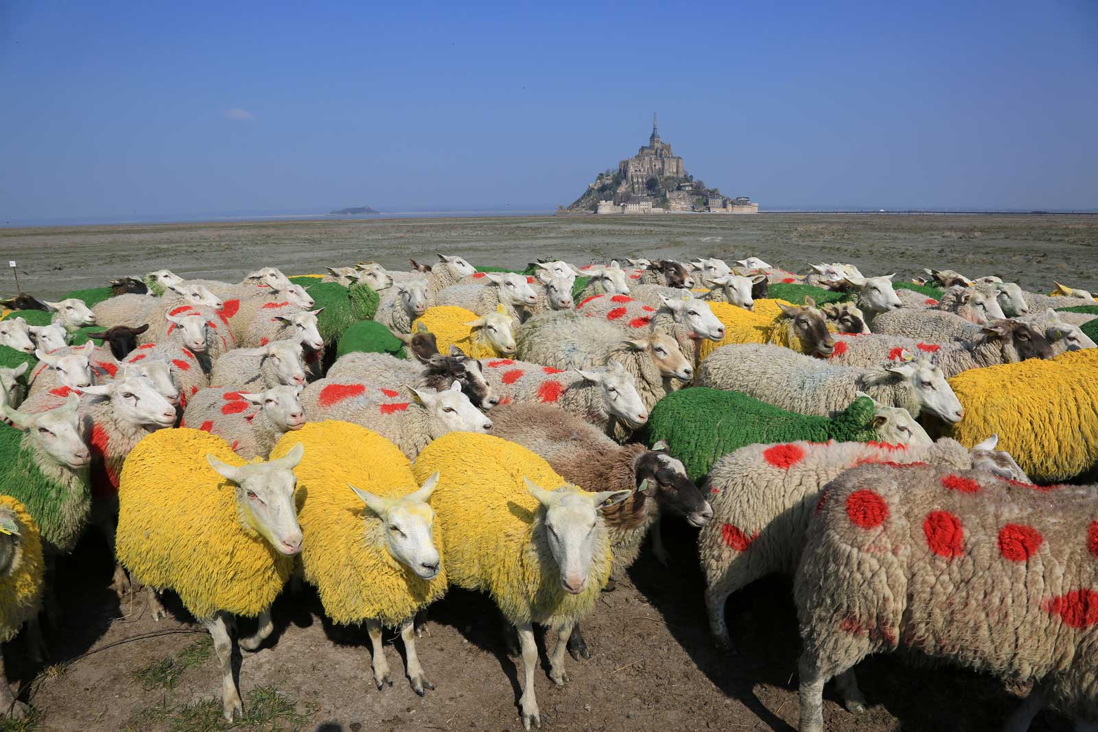 フランス観光開発機構 公式 今年のツール ド フランス 7 2 7 24 まであと100日をきった先週 出発地点の モンサンミッシェルの羊100匹が選手が着ているジャージカラーになりました メエェ Rt Letour Lamanche