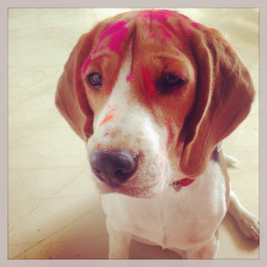 Macaroni Media tweet media