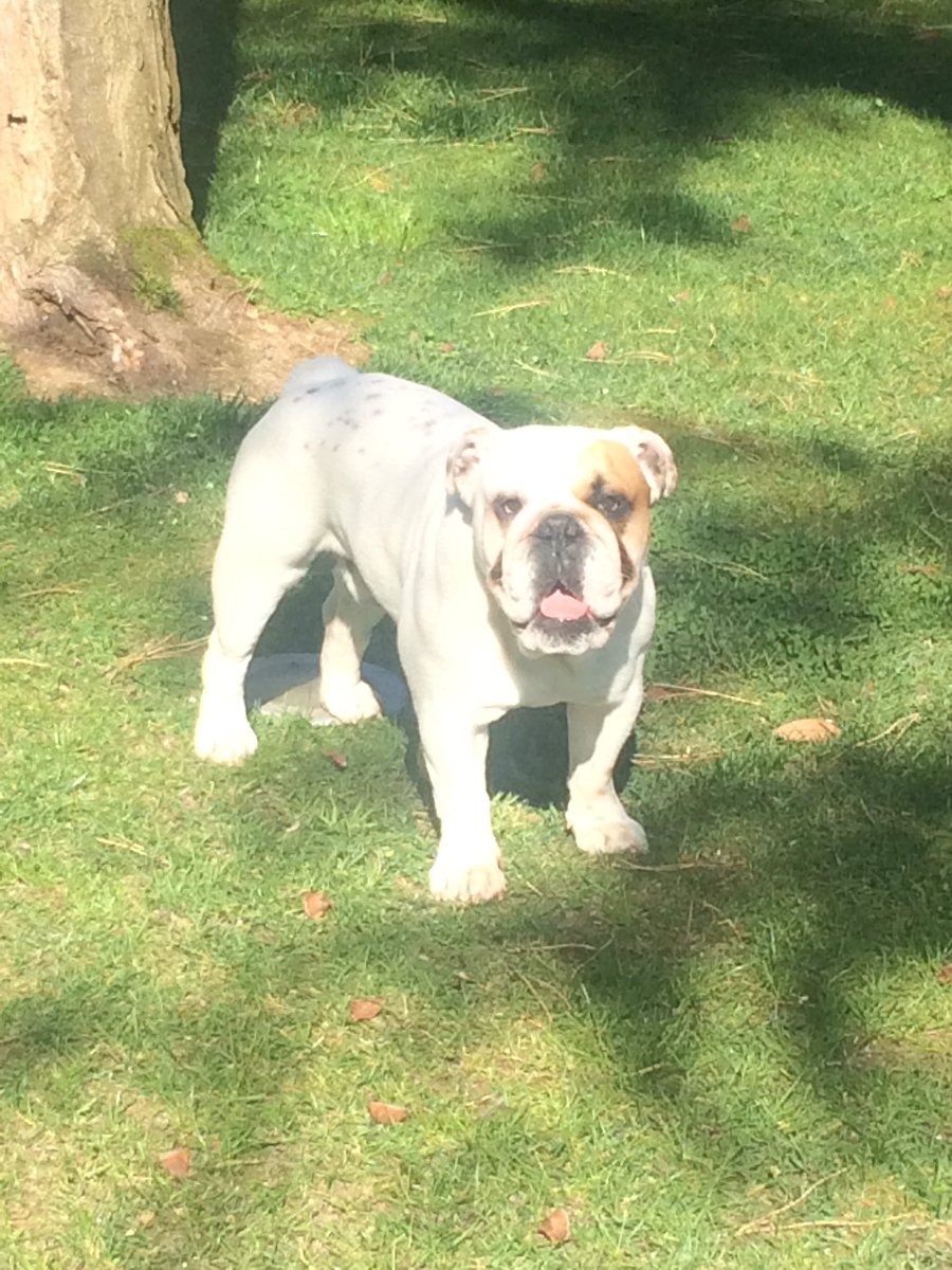 markdevix's tweet image. My heart beats only for u #mybulldogCesare