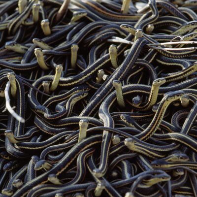 ExplosiveEvers's tweet photo. Bumped into a load of my pals whilst checking out the wildlife that India has to offer! #mates #snakes #snakesnmates https://t.co/MpsEUHyEuM