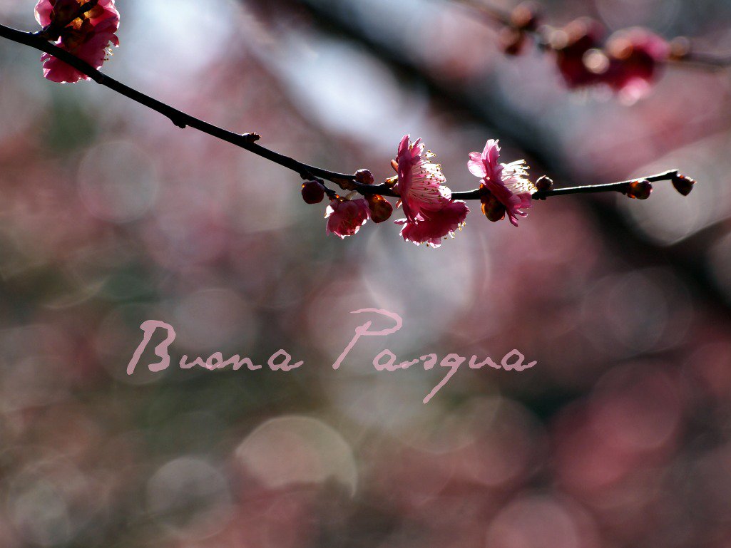 Buona Pasqua! La biglietteria, in occasione delle festività, resterà chiusa da venerdì 25 a martedì 29 marzo