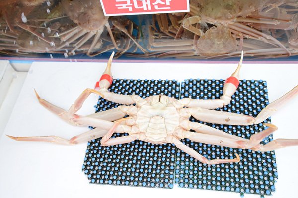 경북 포항의 어촌마을 구룡포! 구룡포에 가시면 호랑이 등의 끝, 우리나라 가장 오른쪽에 있는 호미곶이 있는데요~! 100여년 전의 역사도 만나고 구룡포 거리에서 특별한 맛도 보러 떠나볼까요~? #포항 #구룡포