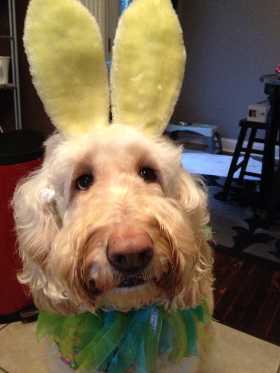 DOGoodChatt's tweet photo. Bring your pup and walk with DOGood this Saturday! Meet at pavilion at Renaissance Park @10 am! Bunny ears optional! https://t.co/Cri0IGIjhx