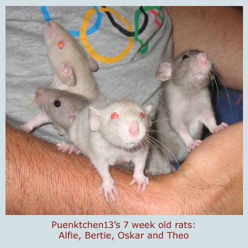 Let's hear it for new TV star Oskar the rat! He's been a regular on our forum all his life. #OskarRat #PetRats #rats