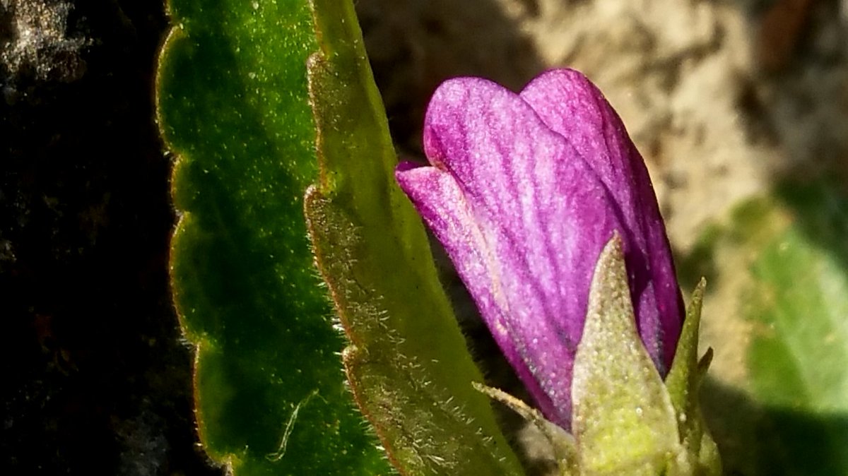 #꽃 
제비꽃
(20160324/경기) 

오늘저녁 석양 전 길가의 틈새로 자라난 제비꽃이 햇살을 머금고 피기를 기다리는 모습이 넘 아름답네요~~^^
 youtu.be/iDjj3w4UUIg