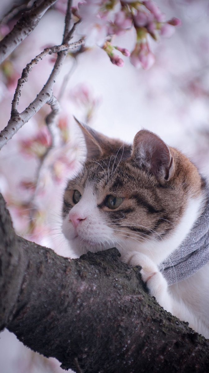 もふもふちゃんねる Auf Twitter 可愛い動物壁紙 Iphone 6 6sを購入したらまず入れておきたい壁紙best100 T Co Dt0ysjuugu 壁紙 待受け Iphone6s Iphone6 Wallpaper T Co 9stilutjg2