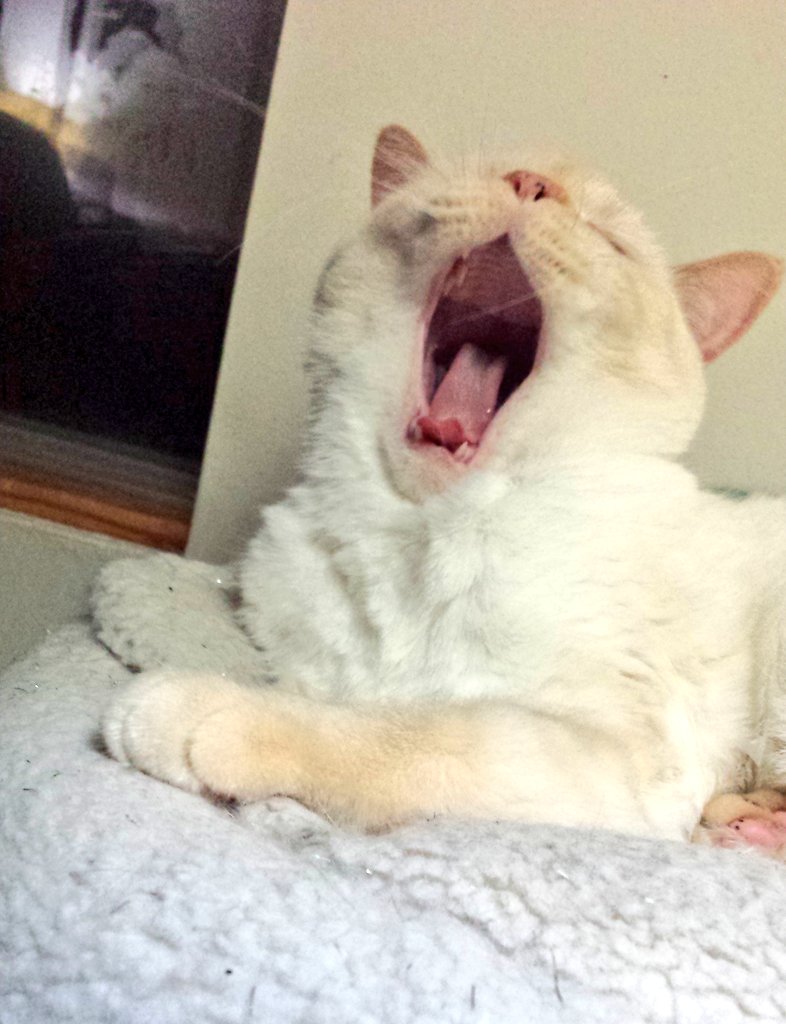SirJackTheCat's tweet photo. I thought farm cats were the only ones up before dawn. *yawn* Good morning, #CatsOfTwitter - Happy #Fursday https://t.co/IwYQtMwogv