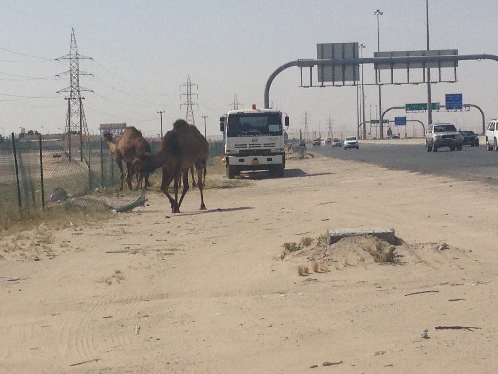 aljjahra_q8's tweet photo. هل أصبح إشباع "الحيوانات" أهم عند اصحابها من أرواح قائدي السيارات !! الصورة للدائري السادس بالقرب من صناعية #الجهراء https://t.co/YvkWLnX6yv