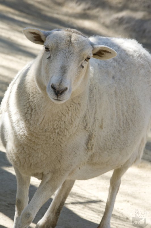 TheGentleBarn's tweet photo. Mango was rescued from severe abuse and neglect. Read her full story here: https://t.co/mqEePRrMtV https://t.co/NQyMe2kzDR
