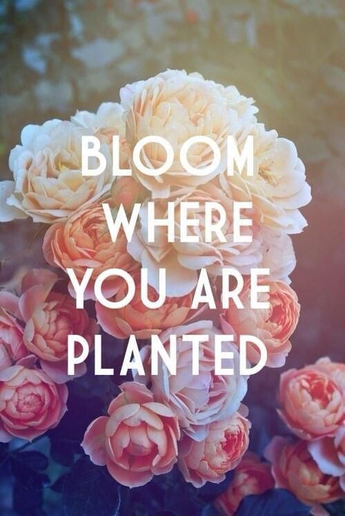 Match's tweet photo. You were born to thrive in any situation! 🌺 #QOTD https://t.co/7p3KeXySMW