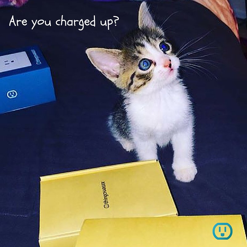 thingCHARGER's tweet photo. Are you charged up? https://t.co/Fz6wTjBWfE #cutekitty #lovemykitty #thingCHARGER #techkitty https://t.co/cUYaKvuSwG