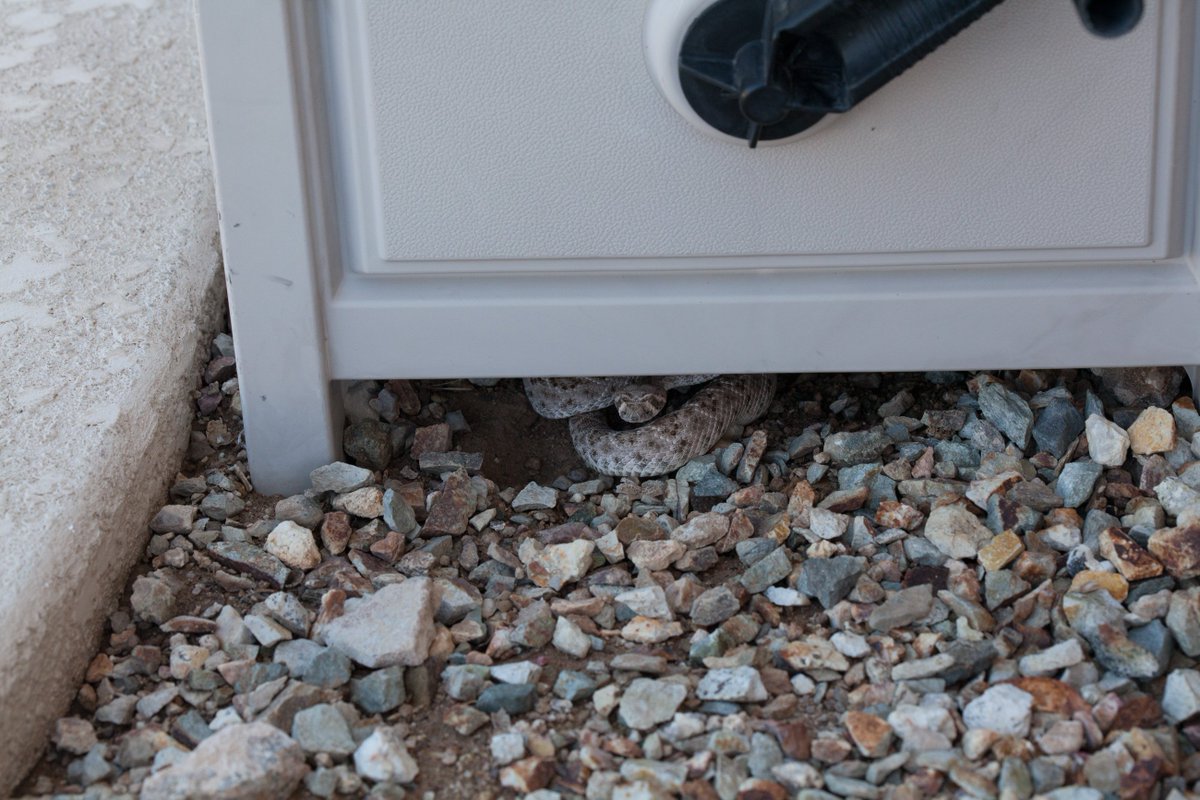 rattlesnakeguy's tweet photo. Drippy hoses = happy rattlesnakes. As things start to heat up, check for unintentional wildlife drinking fountains! https://t.co/tB117n9NhZ