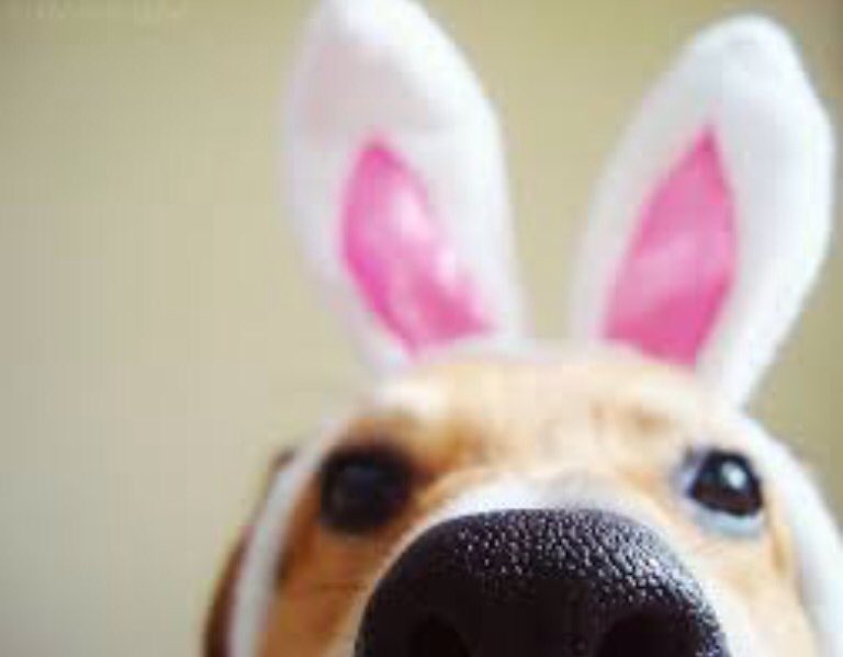barkandcall's tweet photo. We are now closed until Tue 29th. Happy Easter &amp; keep those choc goodies away from the dogs! https://t.co/iRxeueYD20