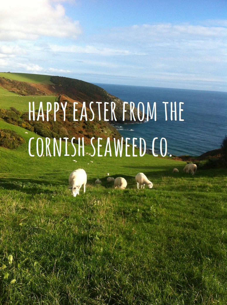 CornishSeaweed's tweet photo. We have enjoyed seeing the #spring lambs this year. These are some of our #easterantics @WarrensBakery https://t.co/UzocoFo9mH