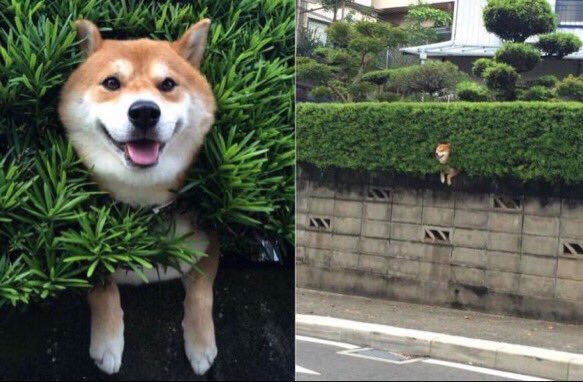 byreIatable's tweet photo. current emotion: dogs who are stuck but pretending everything is fine https://t.co/vT5aI5lyVr