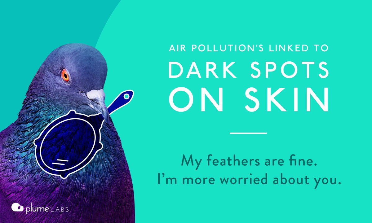 Pigeon Air Patrol tweet media