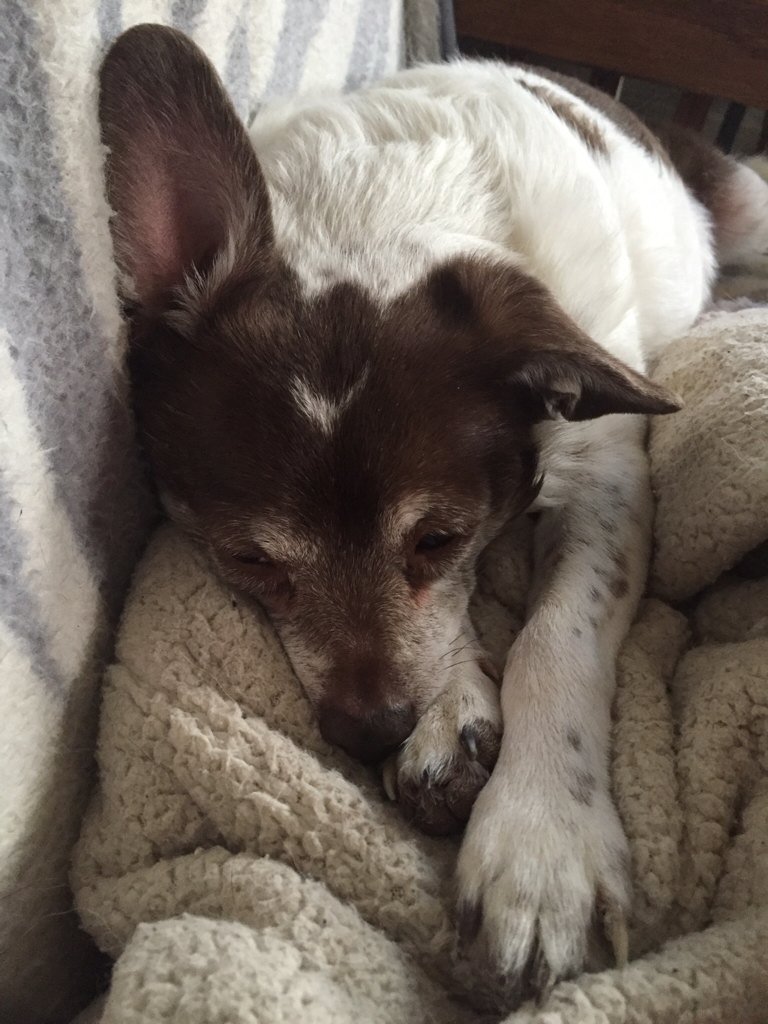 sarahanunn's tweet photo. Aarrii's ears are unable to decide if they should be up or down today so are splitting the decision. #earregular https://t.co/vGn7FDUsmm