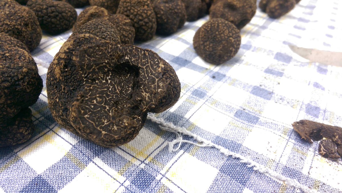 ATruffles's tweet image. Last delivery of very good truffles for this week and possibly for the season , to help out our customers!