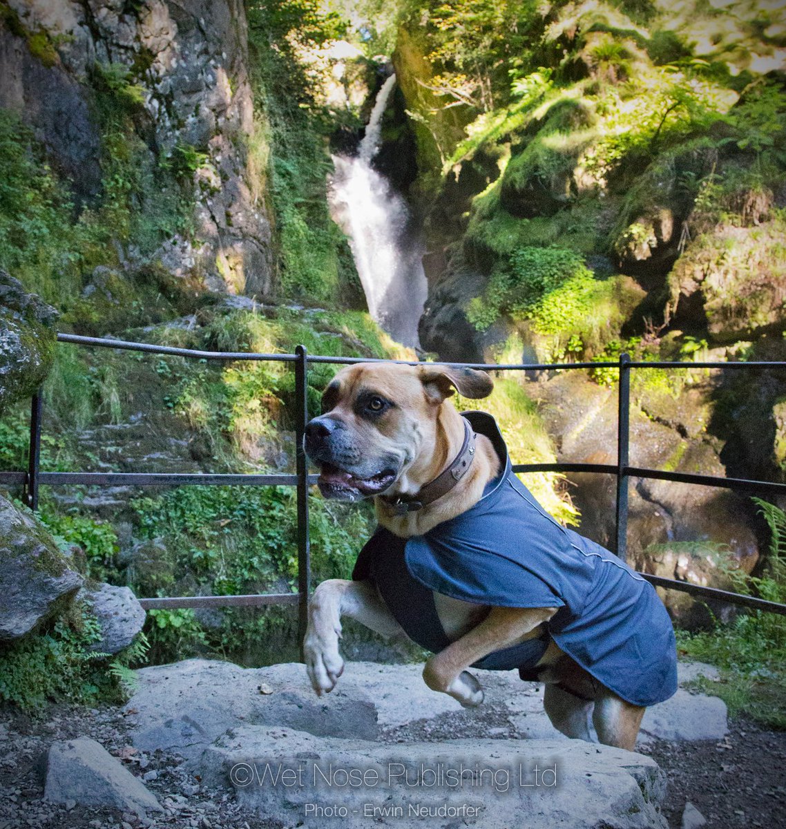 ruffwear aira