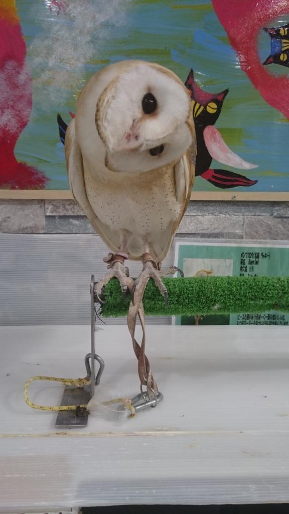 ট ইট র すー 属性 グレーターなホタルイカ 首の角度おかしいメンフクロウのラッキーさんもかわいかった ふわっふわ 雛の子達もかわいい メンフクかわいい スタッフさんも優しくて居心地よい空間でした ありがとうございました また癒されに行きたい