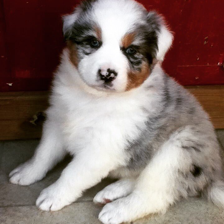 eva_h_drummer's tweet photo. Gaya #NationalPuppyDay #mybaby #australiansheperd #bergeraustralien #aussie #puppy #socute #babydog #merlebleu #eyes https://t.co/h0FfYd2sTq