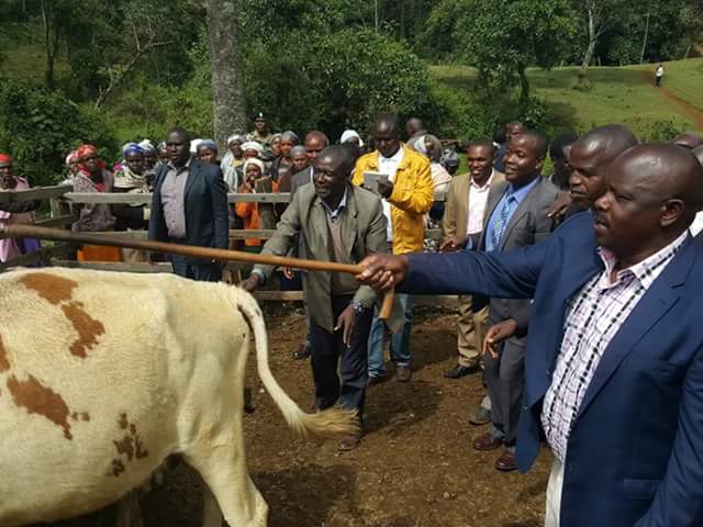Image result for isaac ruto launching dairy cows