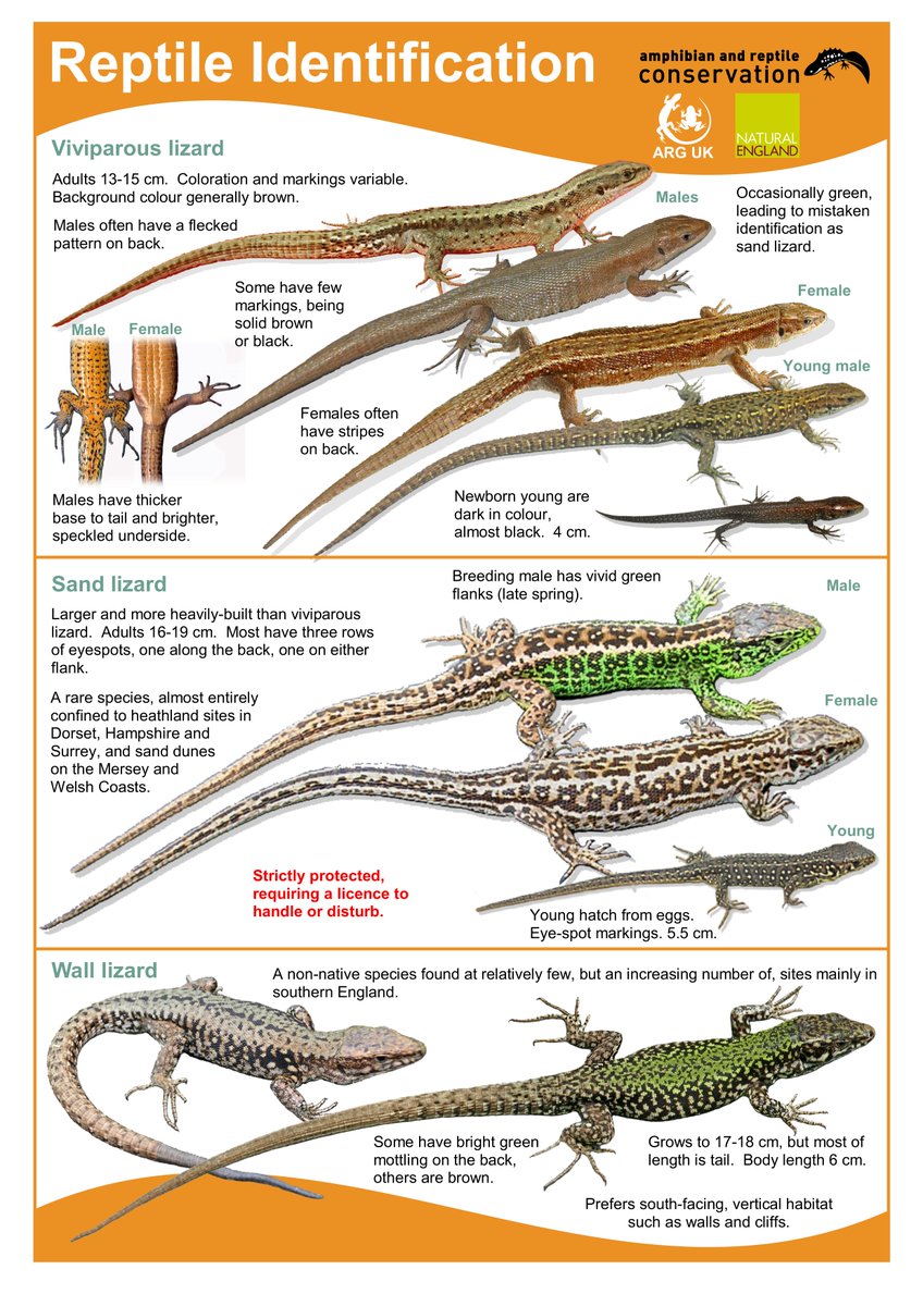 OUT NOW new ARC &amp; @ARGroupsUK #Reptile ID Guide updated for 2016!
Download: bit.ly/21IwY51
#snakes #lizards