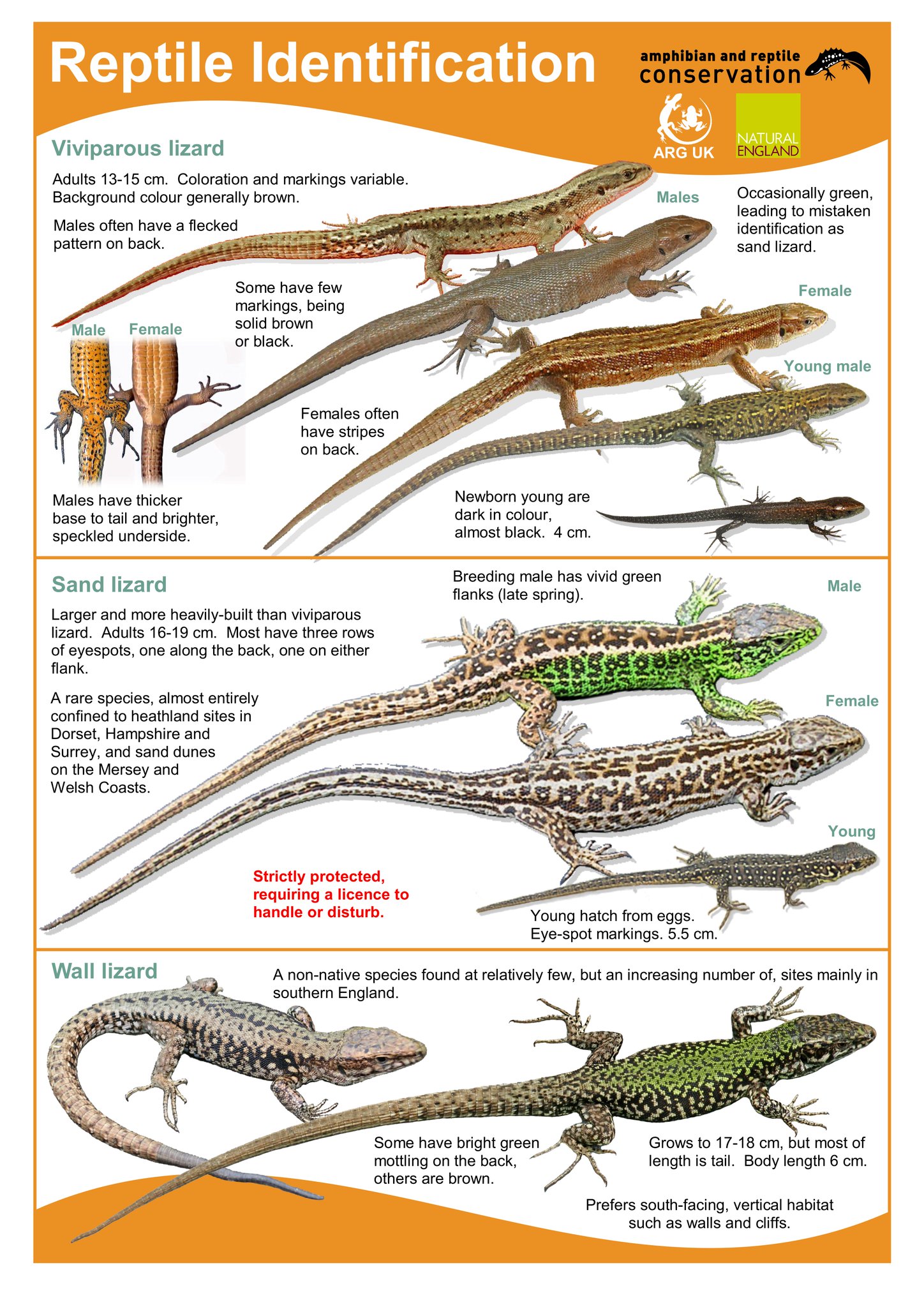Mader's Reptile and Amphibian 獣医　エキゾチック Hammerhead marine reptiles vacuumed up algae | Earth Archives