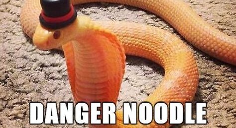 In honor of Boaty McBoatface, the internet has treated us to #TheInternetNamesAnimals: iflscience.com/plants-and-ani…