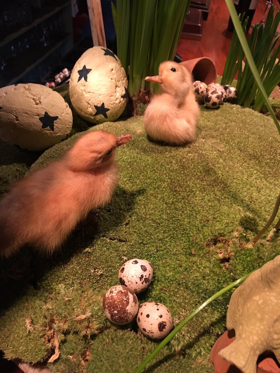 Ruth&Nathan tweet media