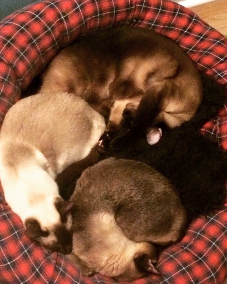 shaychguy's tweet photo. @colbykeller #KittyCuddlePuddle #SiameseLove #TheInternetIsForCats https://t.co/KMfgKplgIv