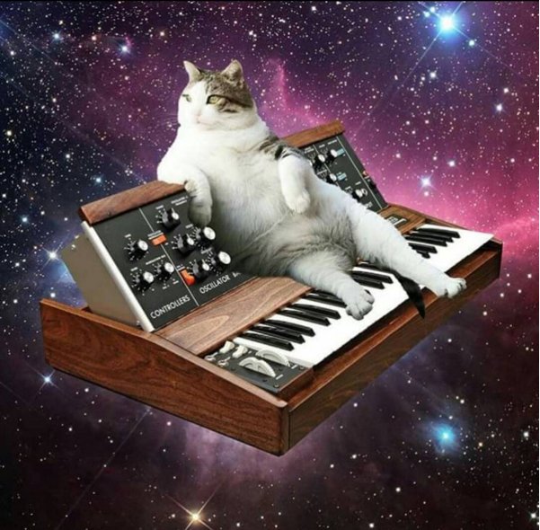 Counting down! Only 4 days to go till #Spacecats😺 will be released ...🌟<a href="/UmmetOzcan/">IUNU</a>🌟 <a href="/SpinninRecords/">Spinnin' Records</a> 🔥🔥🔥🔥