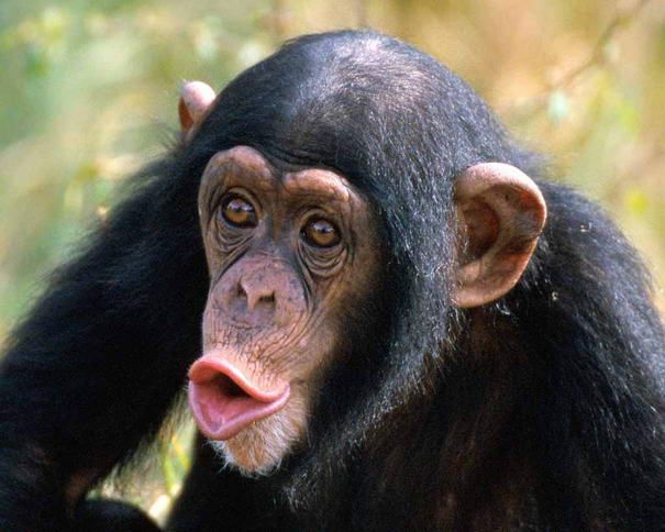 kunstop's tweet photo. die klügsten und intelligentesten Tiere der Welt https://t.co/up9c2QTZXy
 #klügsten #intelligentesten #Tiere #Welt https://t.co/2NDQzdHa7K